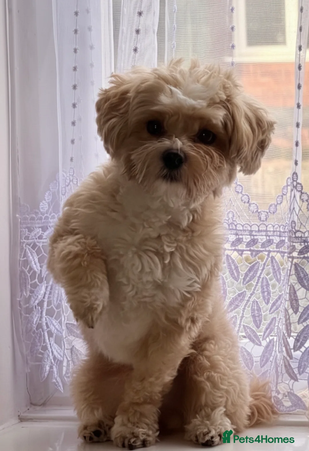 Maltipoo dogs for stud: Beautiful Maltipoo Stud 🐶 in Walsall - Advert 1