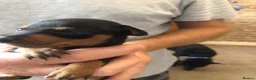 Miniature Pinscher dogs for sale: Kc miniature pinschers 2 boys 4 girls in Darlington - Advert 8