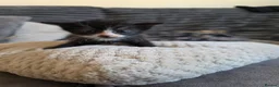 Mixed Breed cats for sale: "Fluffy Furballs"  - Advert 13