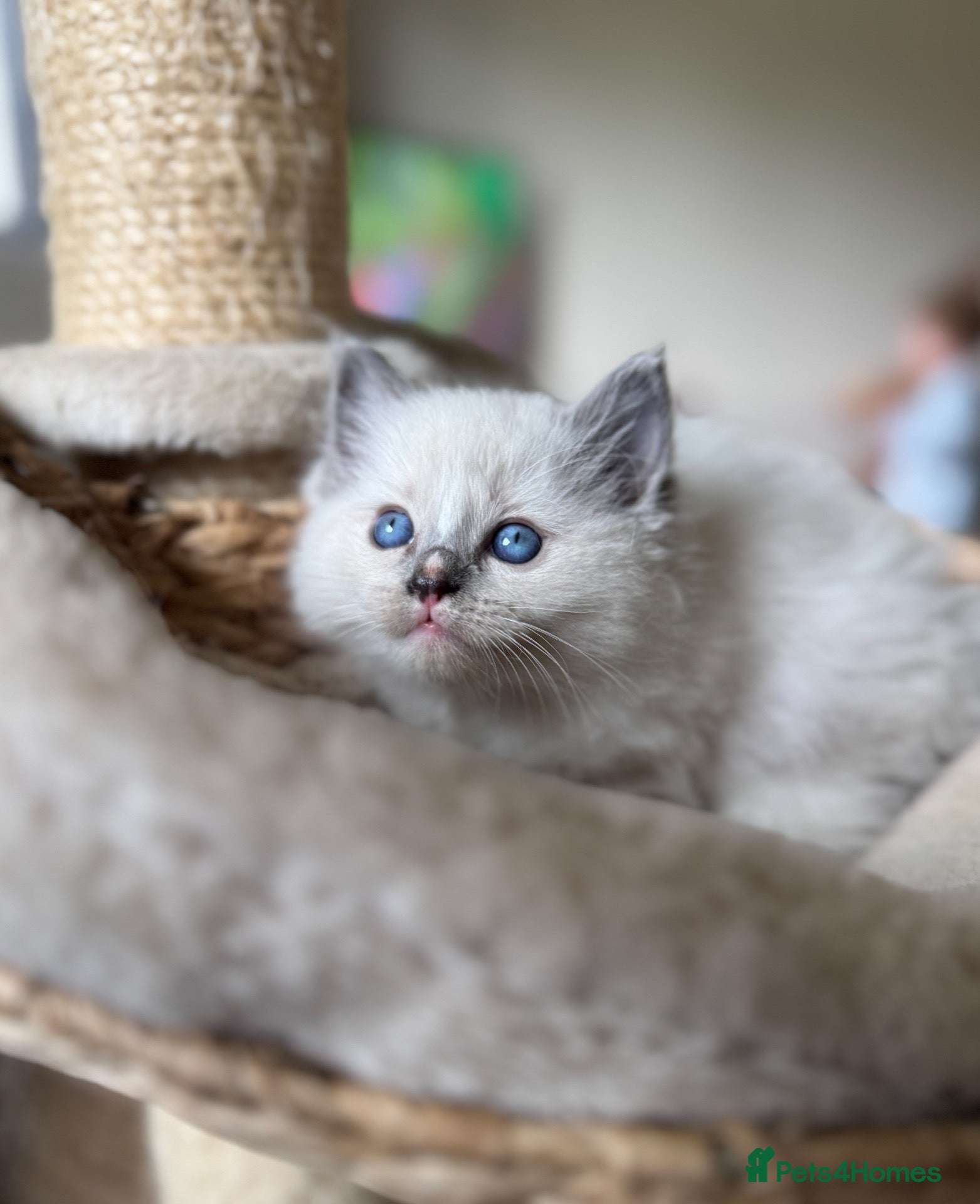 Ragdoll cats Blue point mitted ragdoll  - Advert 5