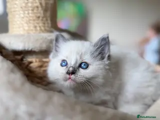 Ragdoll cats Blue point mitted ragdoll - Advert 6