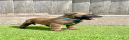 Belgian Shepherd Dog dogs for sale: KC Belgian Malinois Puppys for sale - Advert 30