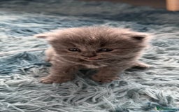 British Shorthair cats for sale: Adorable British shorthair kittens  - Image 11