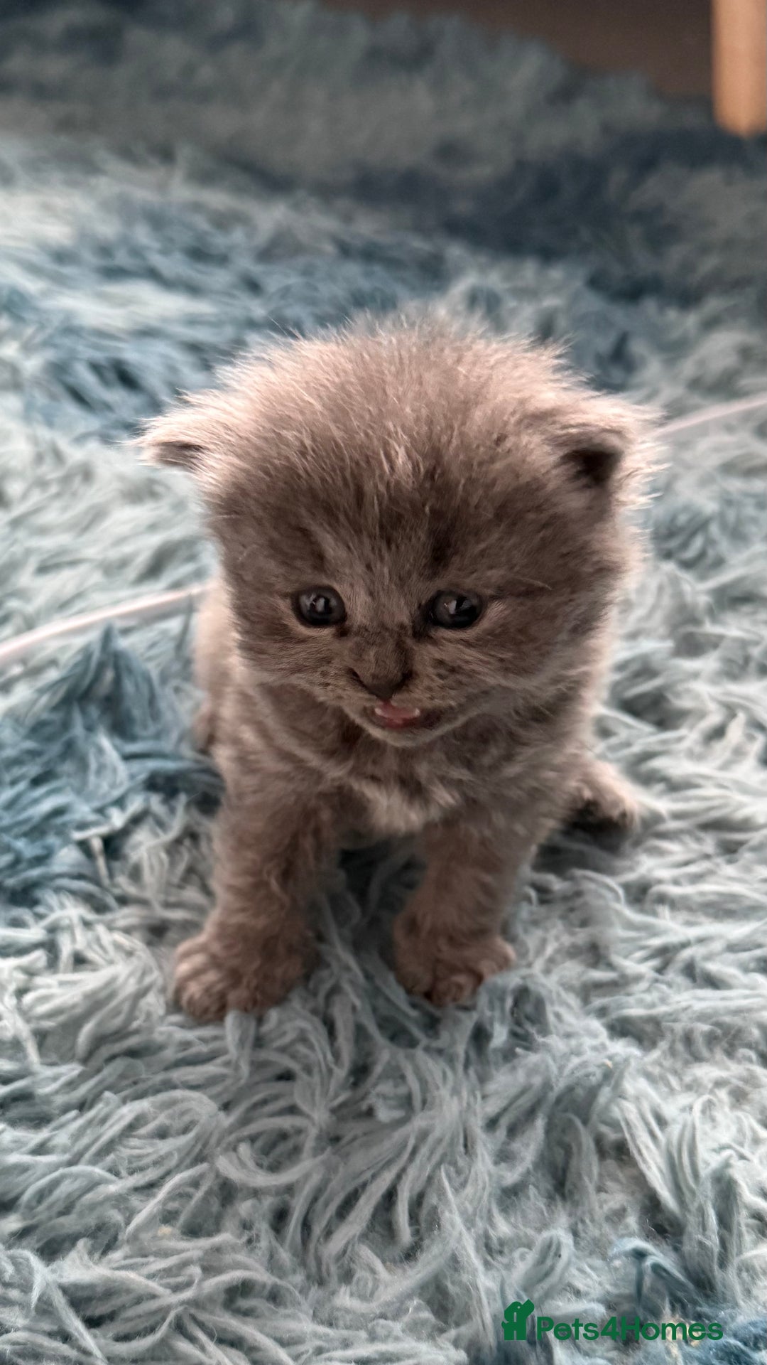 British Shorthair cats for sale: Adorable British shorthair kittens  - Image 11