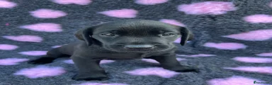 Labrador Retriever 1
