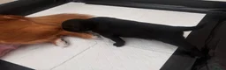 Mixed Breed dogs for sale: Pomapoo puppies  - Advert 17