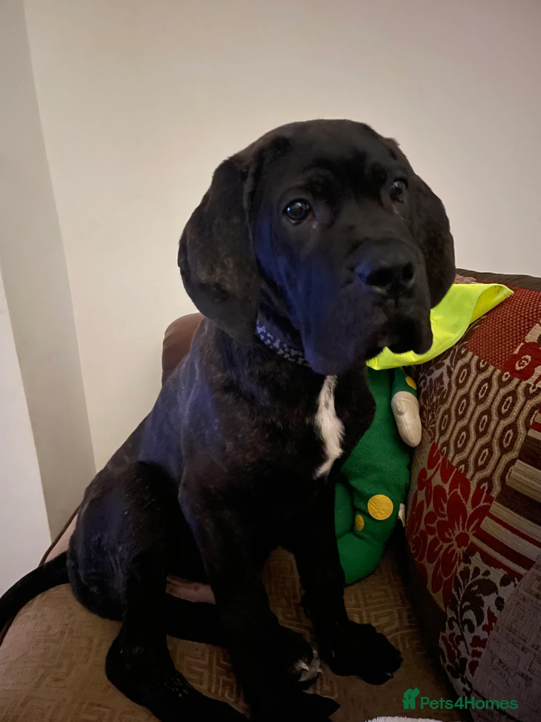 Cane Corso dogs for sale: 5 month old Cane Corso  - Advert 1