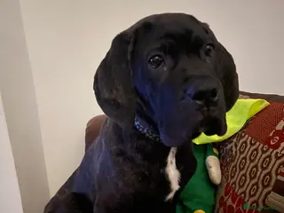 Cane Corso dogs 5 month old Cane Corso - Advert 4