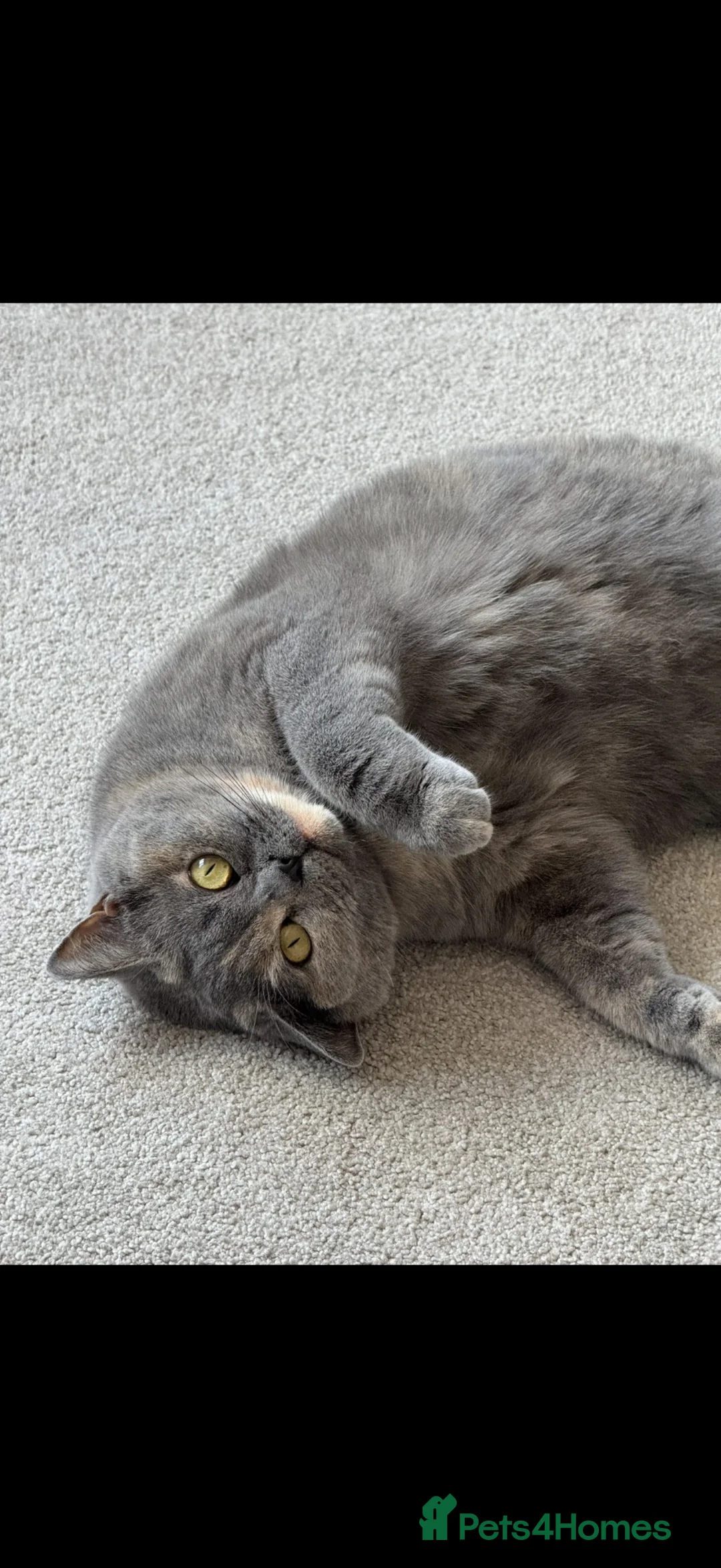 British Shorthair cats for sale: British shorthair  in Lytham Saint Annes - Advert 1