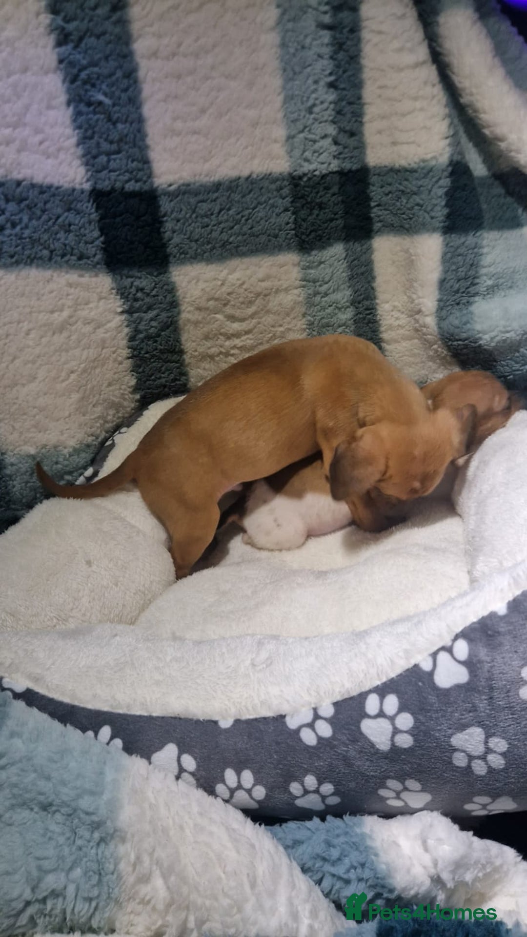 Dachshund dogs for sale: Dachshund puppies - Advert 9