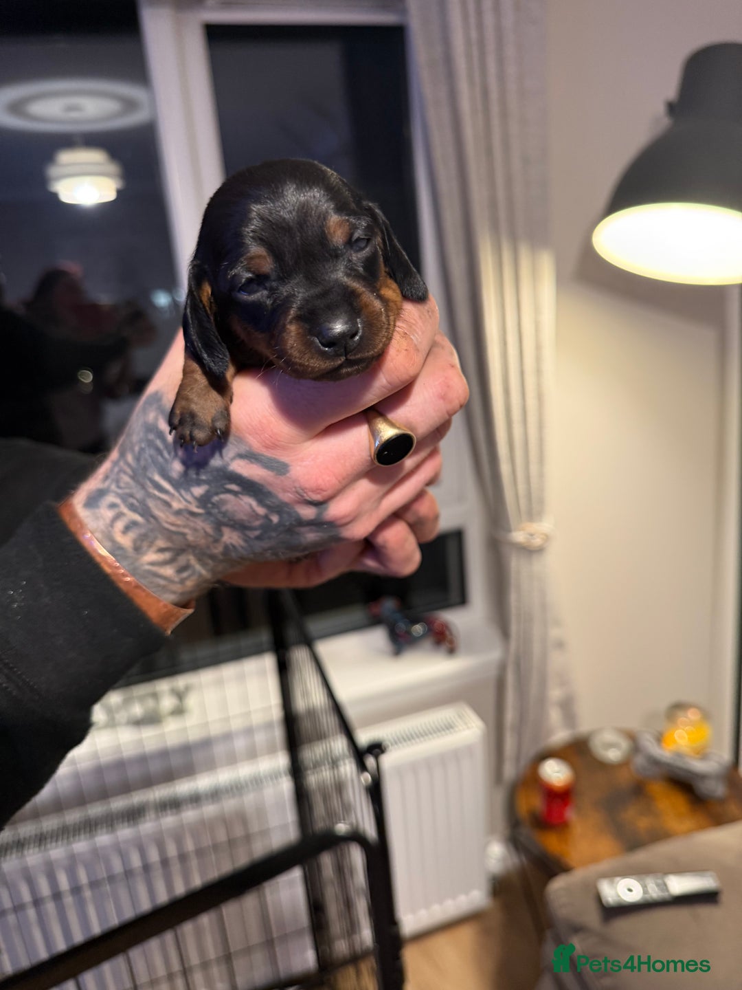 Miniature Dachshund dogs for sale: Miniature Dachshunds  - Advert 8