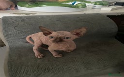 Sphynx cats for sale: Sphynx kittens  - Image 3