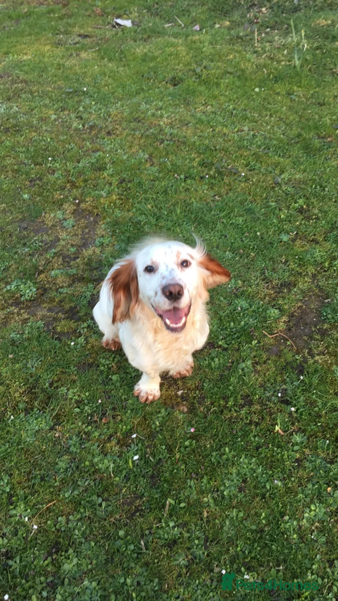 Sprocker dogs for sale: Stunning sprocker spaniels  - Advert 10