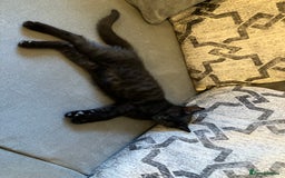 Mixed Breed cats for sale: 3 Black/brown striped Tabby cross Kittens  - Image 6