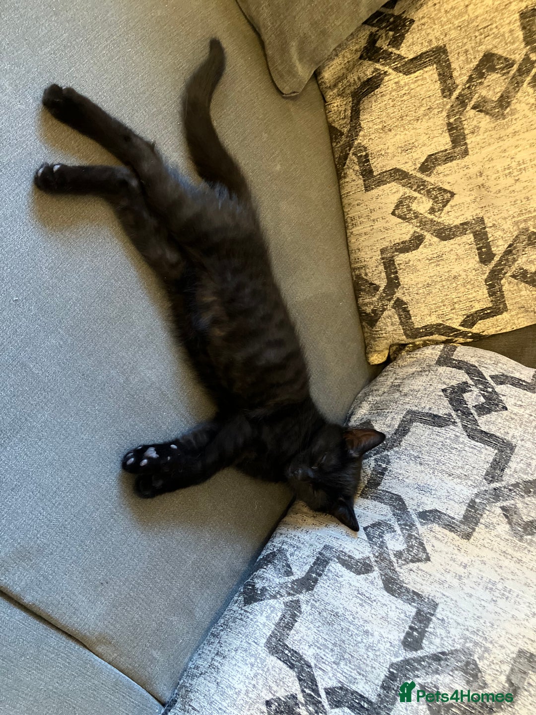 Mixed Breed cats for sale: 3 Black/brown striped Tabby cross Kittens  - Image 6