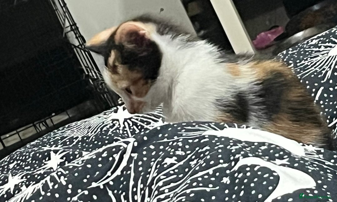 Mixed Breed cats for sale: Beautiful kittens - Image 1