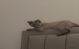 British Shorthair cats for sale: British Shorthair Boy - Image 4