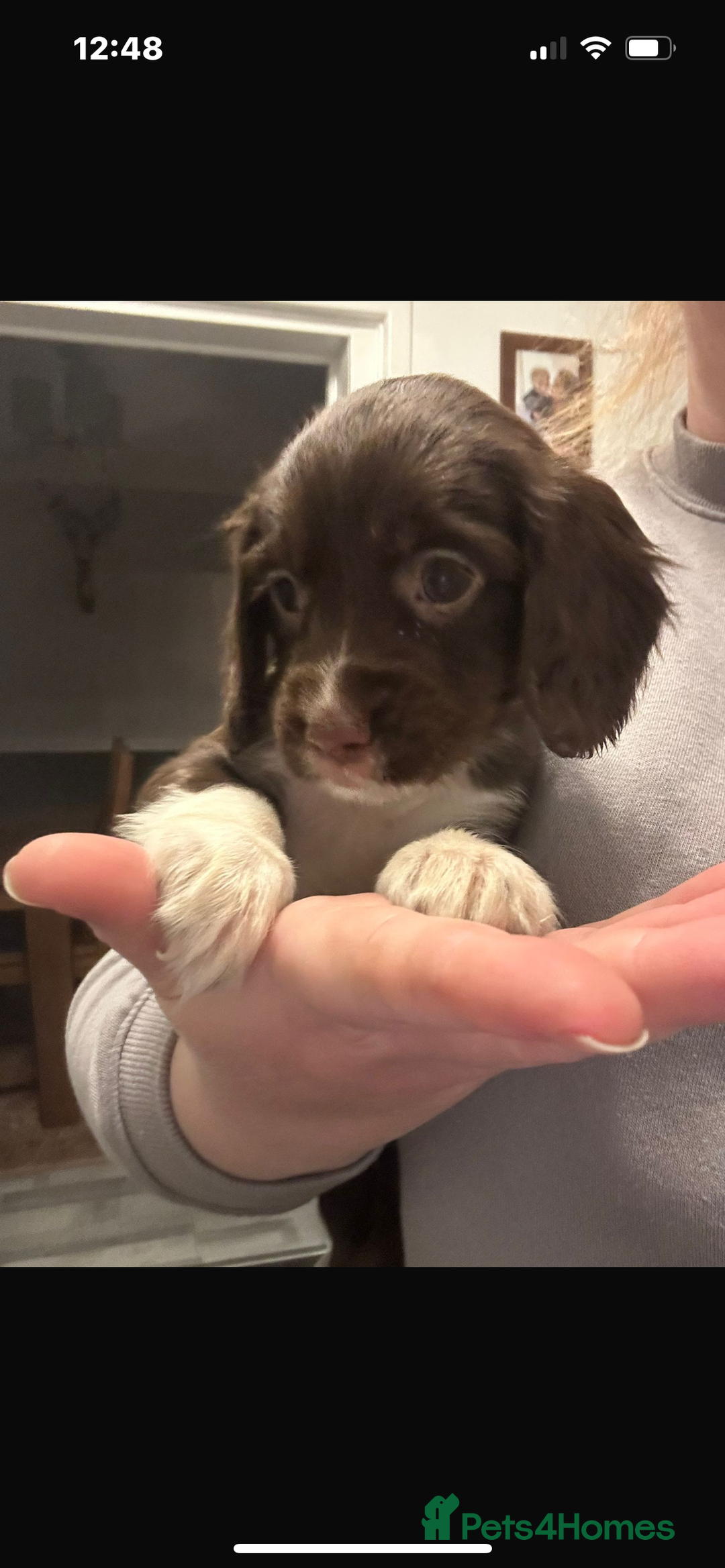Cocker Spaniel dogs for sale: Cocker Spaniel Bitch *For Sale* - Advert 3