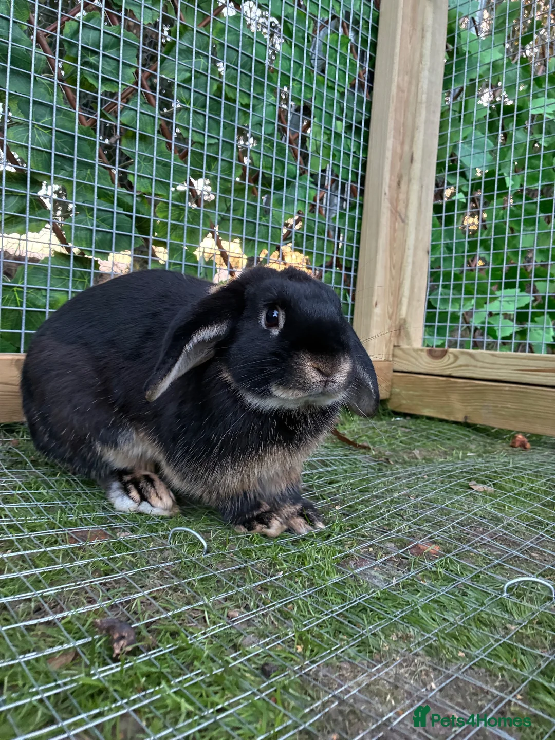 Mini Lop rabbits for sale: Otter Mini Lop Male - Advert 2
