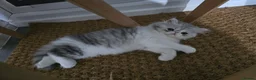 Persian cats for sale: Persian Kittens Bi-Color - Punch Face - GCCF - Advert 5