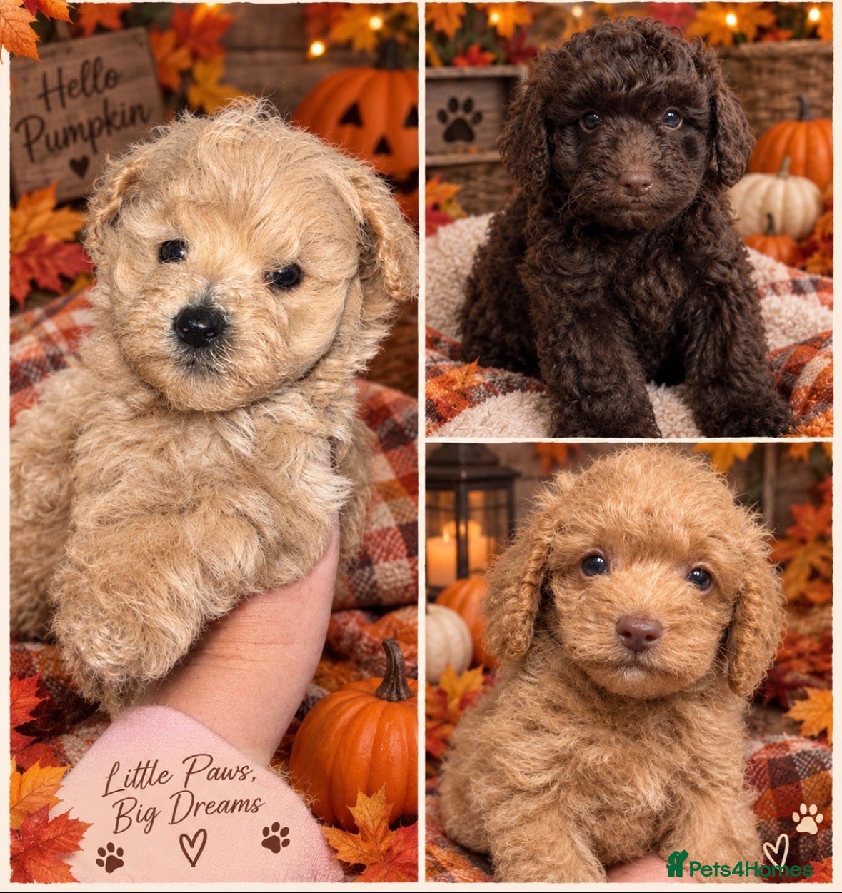 Schnoodle dogs F1BB schnoodle puppies. 3 boys - girl is reserved  - Advert 4