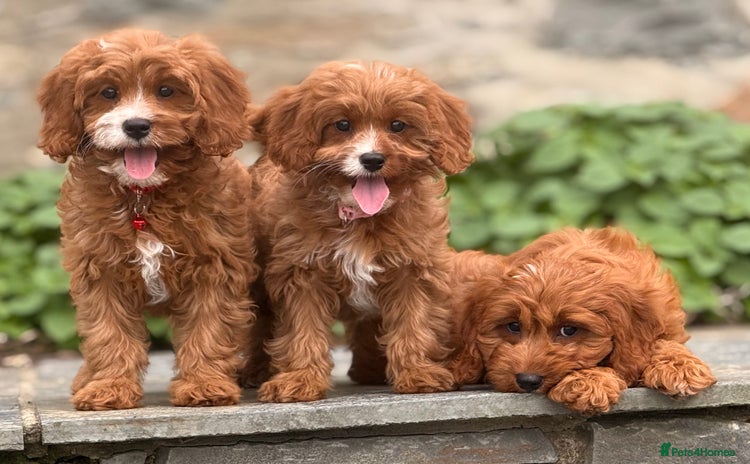 Cavapoo dogs - Advert 2