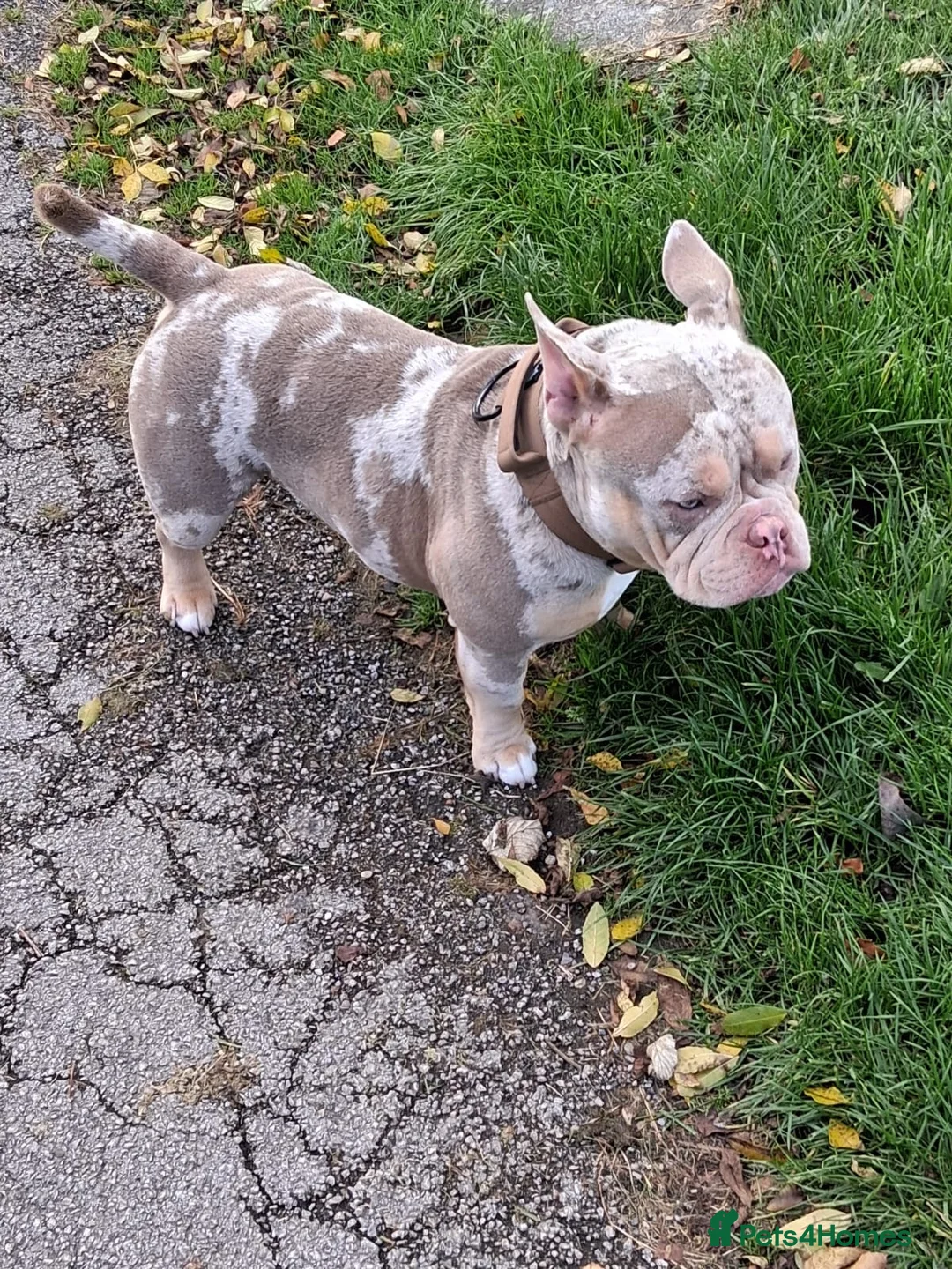 American Bully dogs for sale: Merle micro pocket bully  - Advert 2