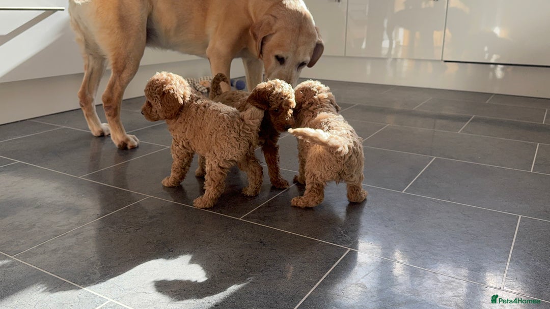 Miniature Poodle dogs for sale: Stunning Miniture Poodles - Image 11