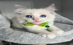 Ragdoll cats for sale: Registered Ragdoll kittens for sale - Image 30