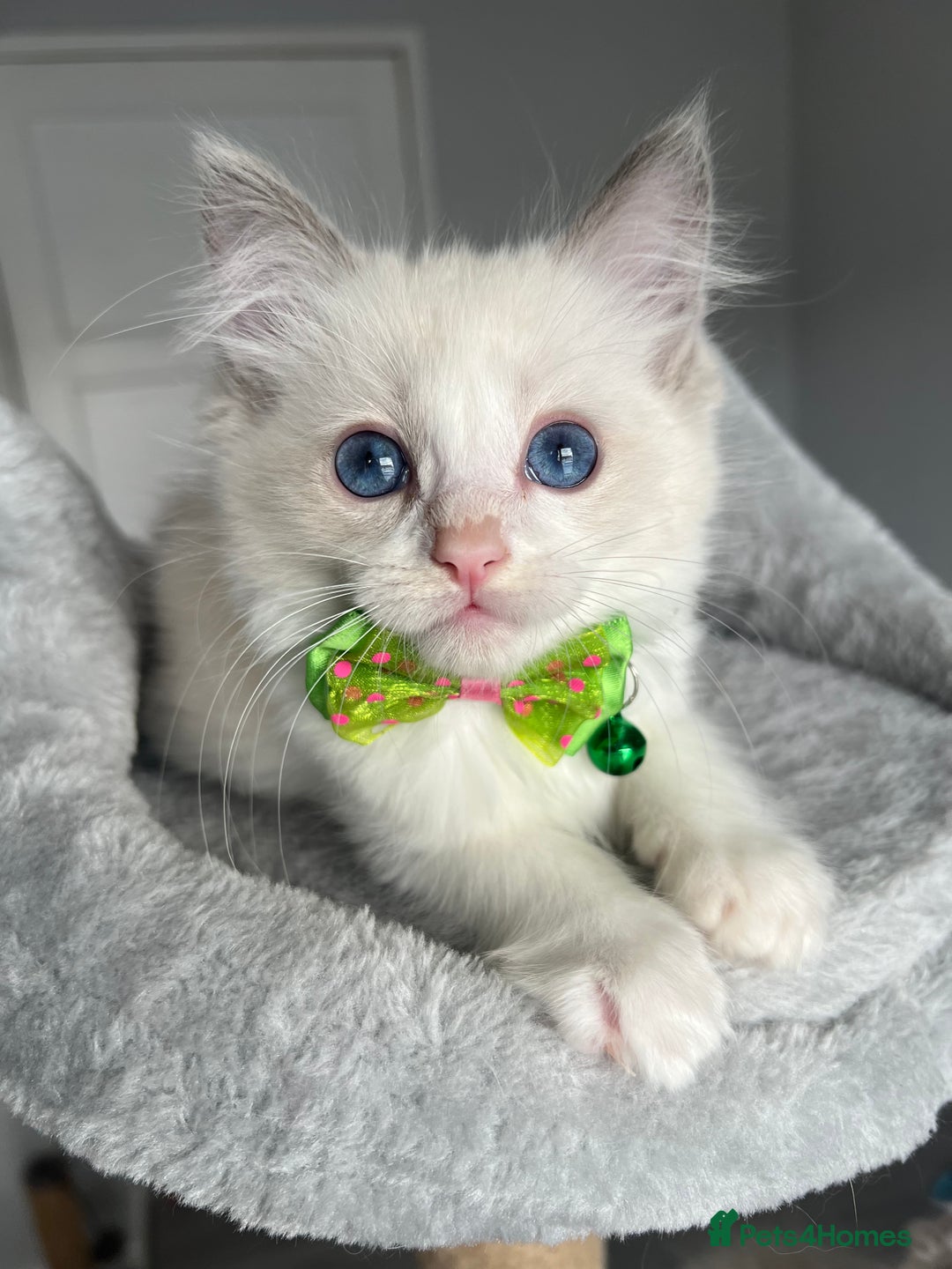 Ragdoll cats for sale: Registered Ragdoll kittens for sale - Image 30