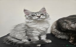 Maine Coon cats for sale: Beautiful girl ready now  - Image 2