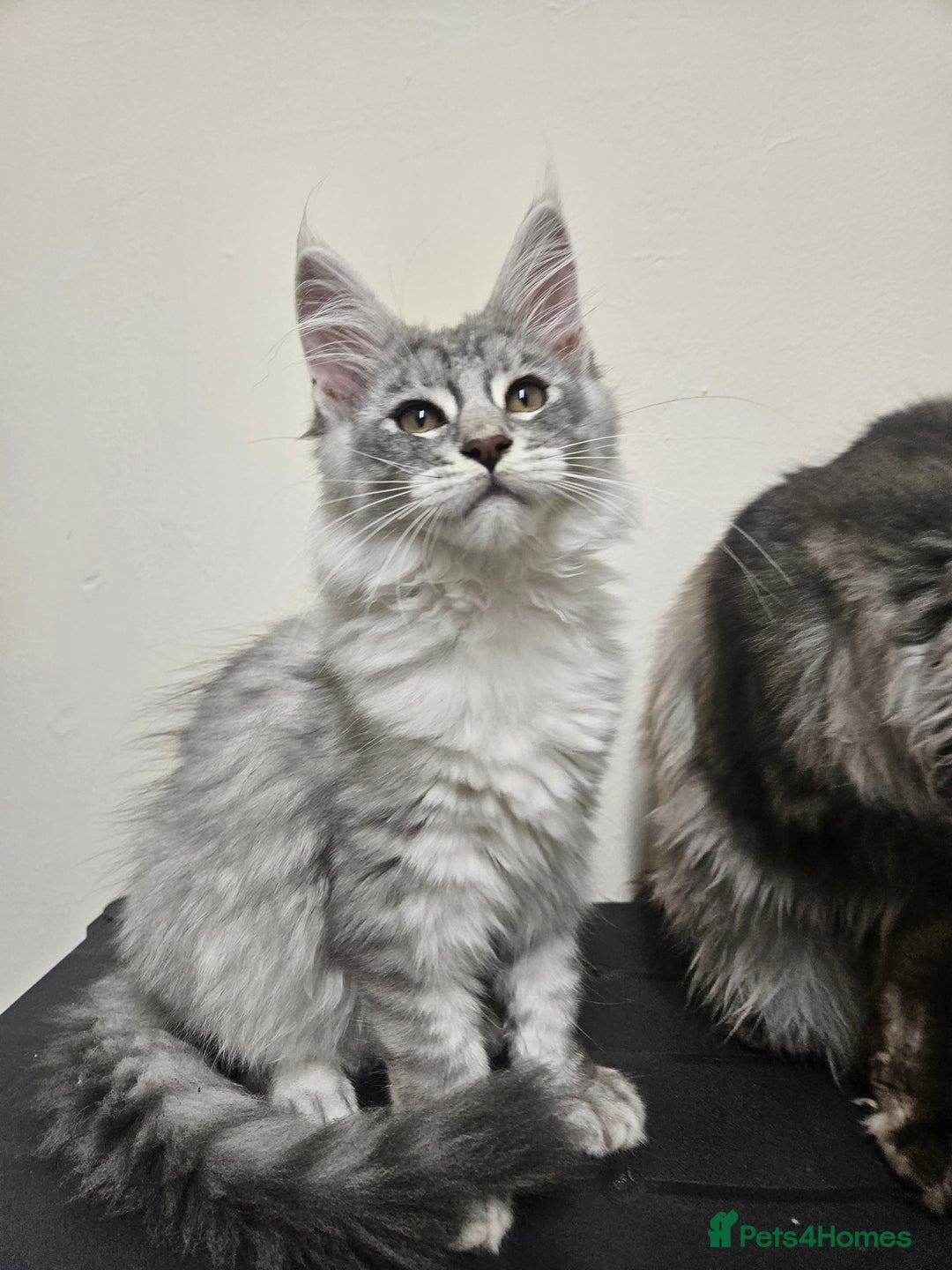 Maine Coon cats for sale: Beautiful girl ready now  - Image 2