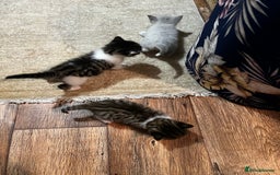 Mixed Breed cats for sale: Kittens for sale - Image 21