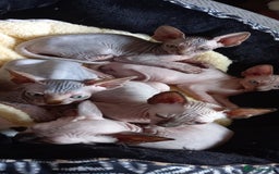 Sphynx cats for sale: 5 Playful & Affectionate Sphynx Kittens - Image 18