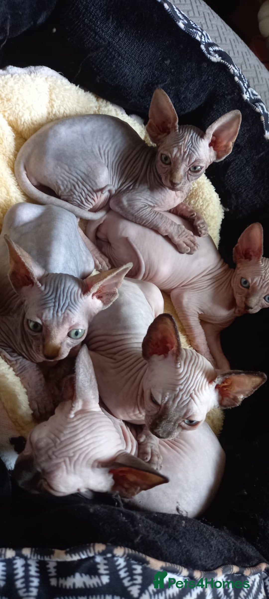 Sphynx cats for sale: 5 Playful & Affectionate Sphynx Kittens - Image 18