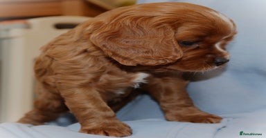 Cavapoo dogs - Advert 5