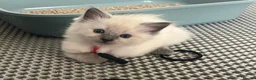 Ragdoll cats for sale: 4 beautiful blue point ragdoll kittens - Advert 5
