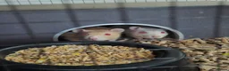 Rat rodents for sale: 3 Female Rats to RE-HOME for FREE in Edinburgh - Advert 2