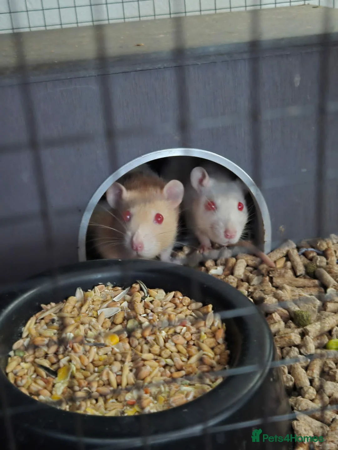 Rat rodents for sale: 3 Female Rats to RE-HOME for FREE in Edinburgh - Advert 2