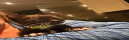 Mixed Breed cats for sale: Beautiful kittens  - Advert 10