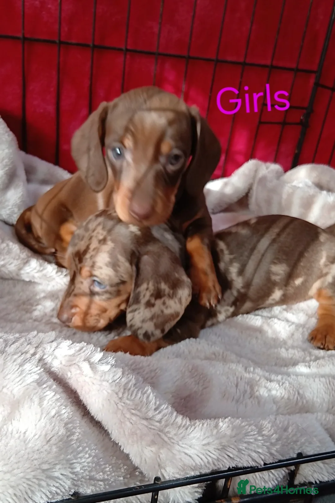 Miniature Dachshund dogs for sale: PRA, STUNNING MINIE'S READY NOW  - Advert 16