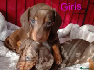 Miniature Dachshund dogs 😍 STUNNING /CHOC/TANS Last two 😍 - Advert 17