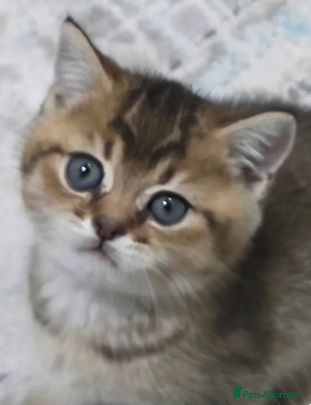 British Shorthair cats for sale:          BRITISH SHORTHAIR - Advert 21