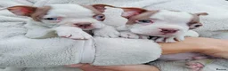 Boston Terrier dogs for sale: 7 KC registered Boston terrier pups  - Advert 17