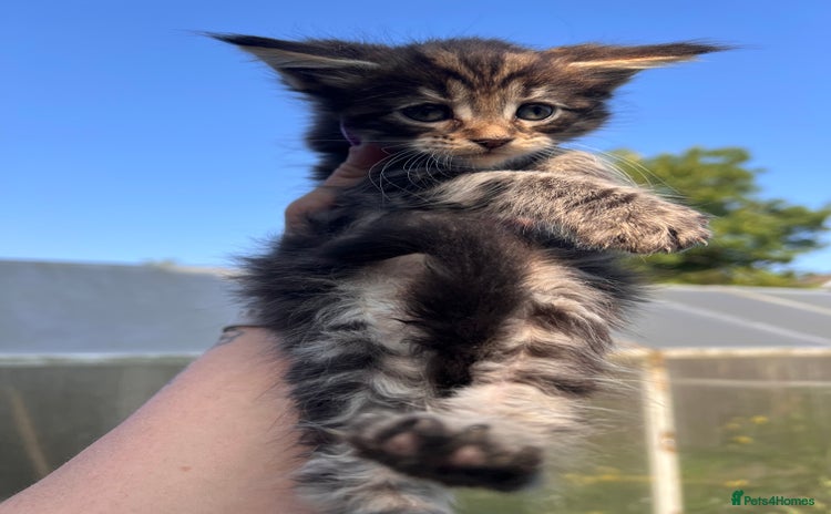 Maine Coon cats - Advert 5
