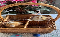 Persian cats for sale: Half Persian 2 Boys  - Image 13