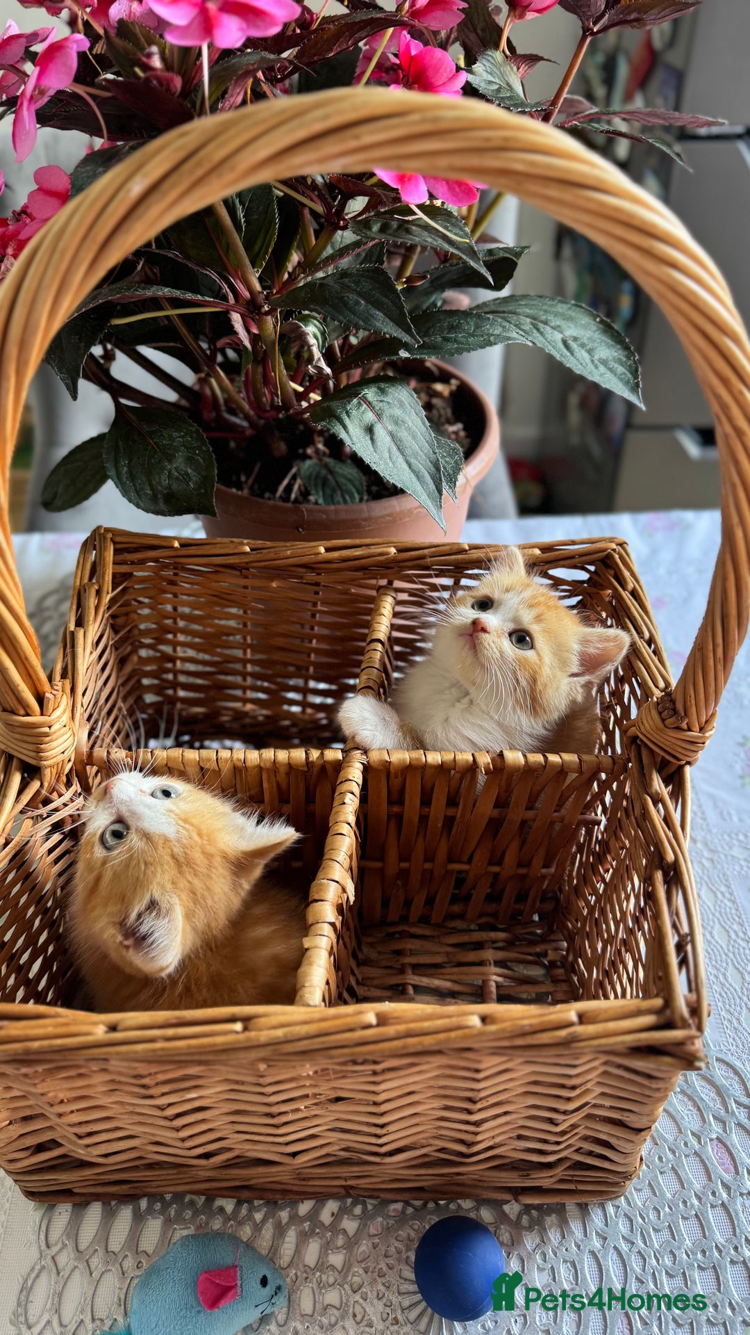 Persian cats for sale: Half Persian 2 Boys  - Image 13
