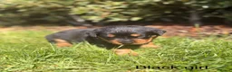 Rottweiler dogs for sale: Outstanding Rottweiler Puppies - Advert 14