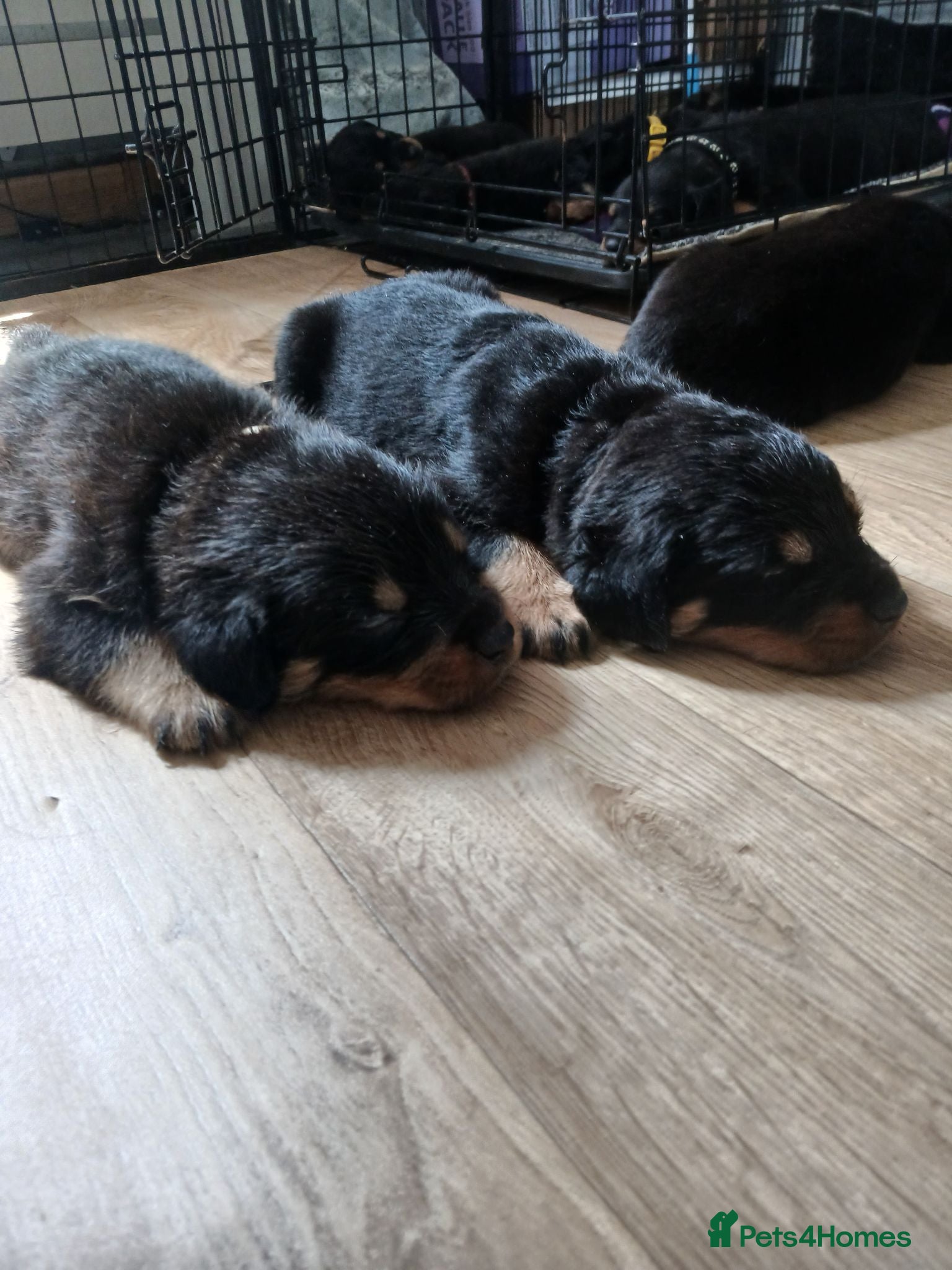 Rottweiler dogs Chunky Rottweiler puppies 🐶  - Advert 18