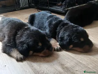 Rottweiler dogs Chunky Rottweiler puppies 🐶 - Advert 15